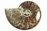 Polished Ammonite (Cleoniceras) Fossil - Madagascar #266302-1
